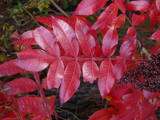 {Rhus copallinum}